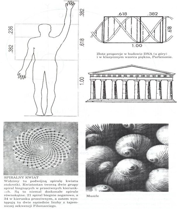 przykłady złotych spirali