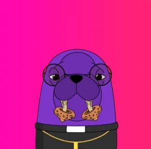 World of Walrus - mors na różowym tle